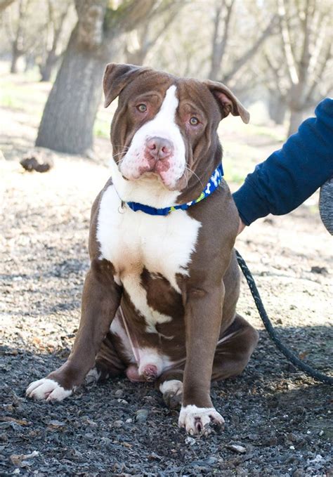 Fresno bully rescue - 20 reviews of Fresno Bully Rescue "The Fresno Bully Rescue does amazing work with pitties and public education on the breed. I got one of my dogs from them :) Love them!" 